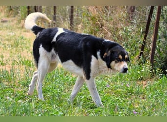 Dias-Zeus - sanfter, schüchterne Riese
