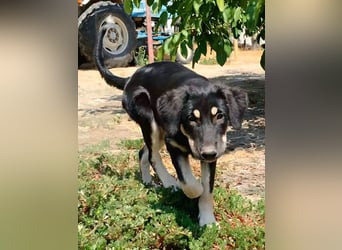 Kalisto - groß und flauschig mit toller Persönlichkeit sucht entspannte Menschen