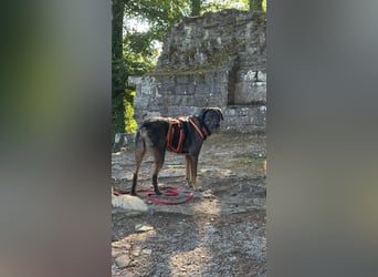 Scooby - Neustart gewünscht!