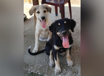 Kalisto - groß und flauschig mit toller Persönlichkeit sucht entspannte Menschen