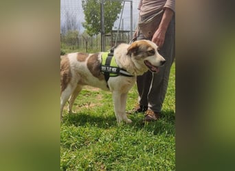 Chloe A - ein echter Traumhund!