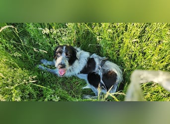 Melenios - ein Traum für Freunde großer Hunde wartet in Frankfurt am Main