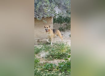 Murphy - ein schüchternes Hasenherz