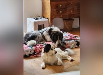 Melenios - ein Traum für Freunde großer Hunde wartet in Frankfurt am Main