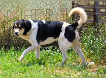Dias-Zeus - sanfter, schüchterne Riese