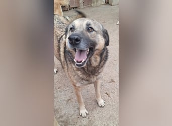 Betty-Girl - wunderbare, sanfte Traumhündin