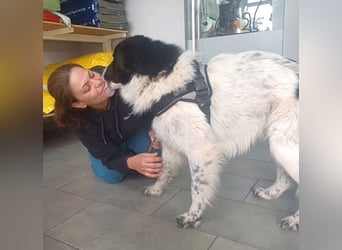 Theo - bereit für SEINE Familie