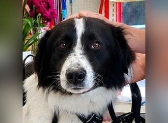 Theo - bereit für SEINE Familie