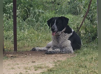 Bisou - voller Hoffnung auf der Suche nach geduldigen Menschen