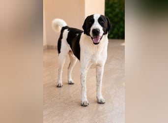 Cookie P - nach schweren Zeiten nun bereits fürs Glück!