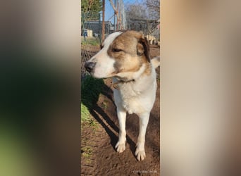 Joey-Lino - ein toller Charakter