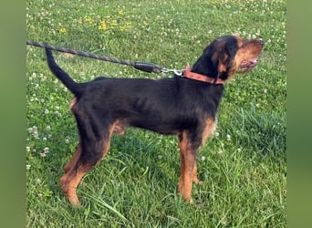 Zois - Test als Familienhund ✅ (bestanden)