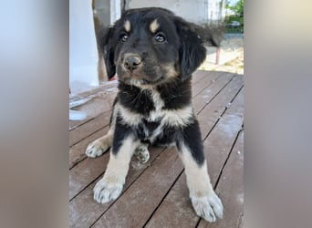 Kalisto - groß und flauschig mit toller Persönlichkeit sucht entspannte Menschen
