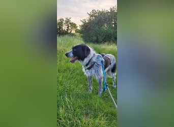 Melenios - ein Traum für Freunde großer Hunde wartet in Frankfurt am Main