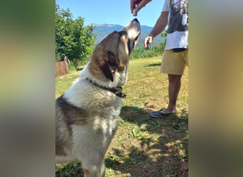 Joey-Lino - ein toller Charakter