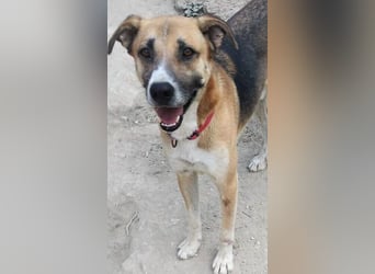 Murphy - ein schüchternes Hasenherz