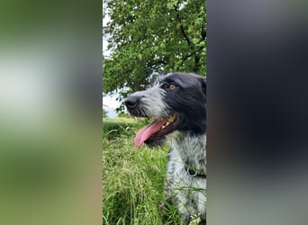 Melenios - ein Traum für Freunde großer Hunde wartet in Frankfurt am Main