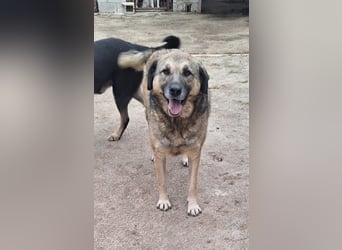 Betty-Girl - wunderbare, sanfte Traumhündin