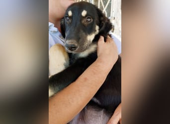 Kalisto - groß und flauschig mit toller Persönlichkeit sucht entspannte Menschen