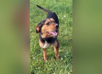 Zois - Test als Familienhund ✅ (bestanden)