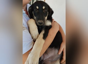 Kalisto - groß und flauschig mit toller Persönlichkeit sucht entspannte Menschen