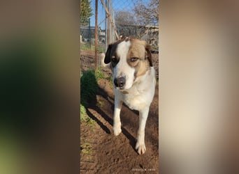 Joey-Lino - ein toller Charakter