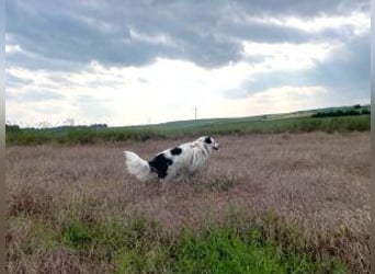 Sparky Boy wünscht sich ein ruhiges Zuhause (derzeit in 97857 Urspringen)