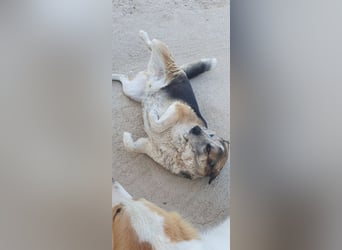 Chico - schüchtern, aber neugierig aufs Leben