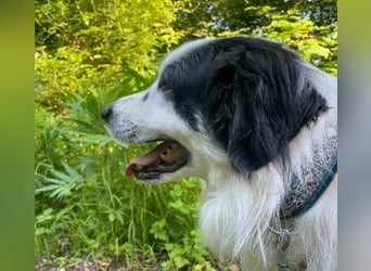Sparky Boy wünscht sich ein ruhiges Zuhause (derzeit in 97857 Urspringen)