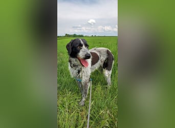 Melenios - ein Traum für Freunde großer Hunde wartet in Frankfurt am Main