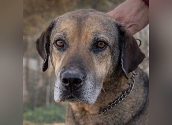 Hector - ein treuer Freund im besten Alter