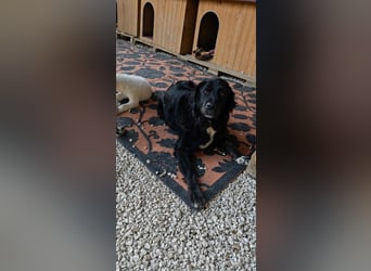 Robin - bitte im Doppelpack mit Phoebus