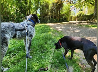 Melenios - ein Traum für Freunde großer Hunde wartet in Frankfurt am Main