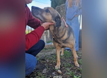 Hector - ein treuer Freund im besten Alter