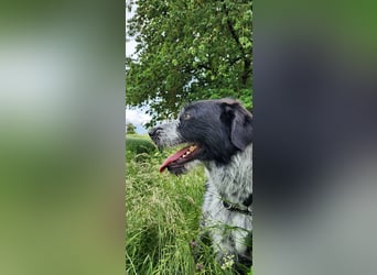 Melenios - ein Traum für Freunde großer Hunde wartet in Frankfurt am Main
