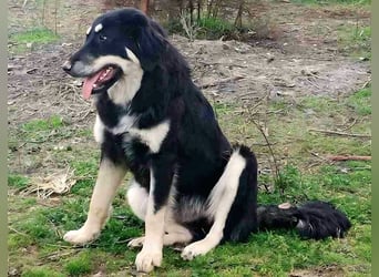 Kalisto - groß und flauschig mit toller Persönlichkeit sucht entspannte Menschen