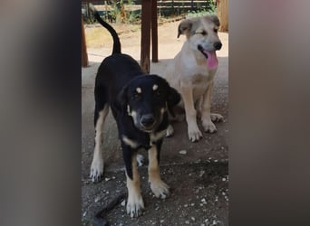 Kalisto - groß und flauschig mit toller Persönlichkeit sucht entspannte Menschen