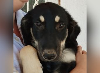 Kalisto - groß und flauschig mit toller Persönlichkeit sucht entspannte Menschen