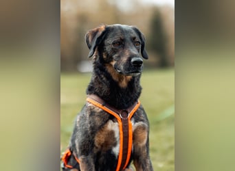 Scooby - Neustart gewünscht!