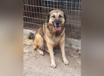 Betty-Girl - wunderbare, sanfte Traumhündin