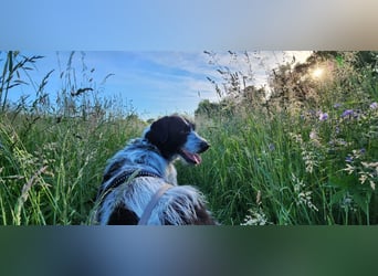 Melenios - ein Traum für Freunde großer Hunde wartet in Frankfurt am Main
