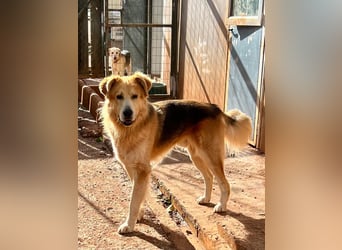 Jango - Hund im besten Alter
