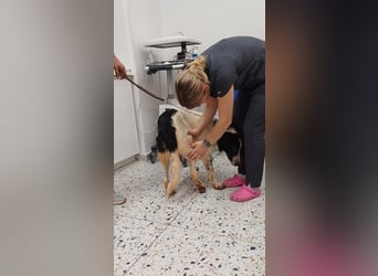 Theo - bereit für SEINE Familie