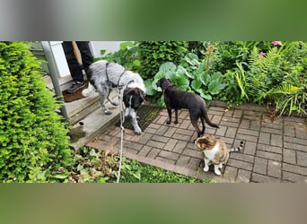 Melenios - ein Traum für Freunde großer Hunde wartet in Frankfurt am Main