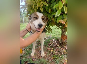 Chloe A - ein echter Traumhund!
