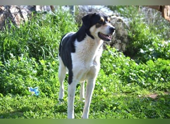 Dias-Zeus - sanfter, schüchterne Riese