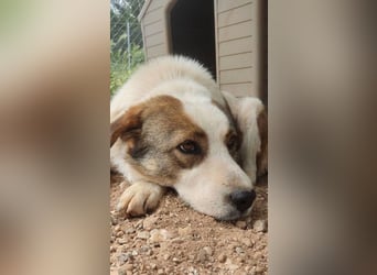 Chloe A - ein echter Traumhund!