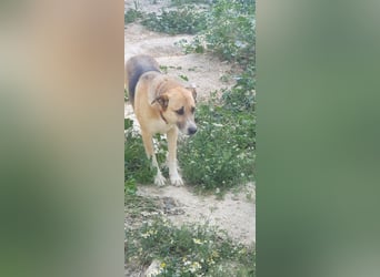 Murphy - ein schüchternes Hasenherz