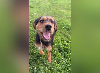 Zois - Test als Familienhund ✅ (bestanden)