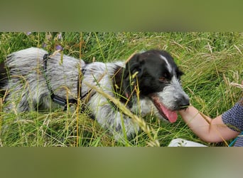 Melenios - ein Traum für Freunde großer Hunde wartet in Frankfurt am Main